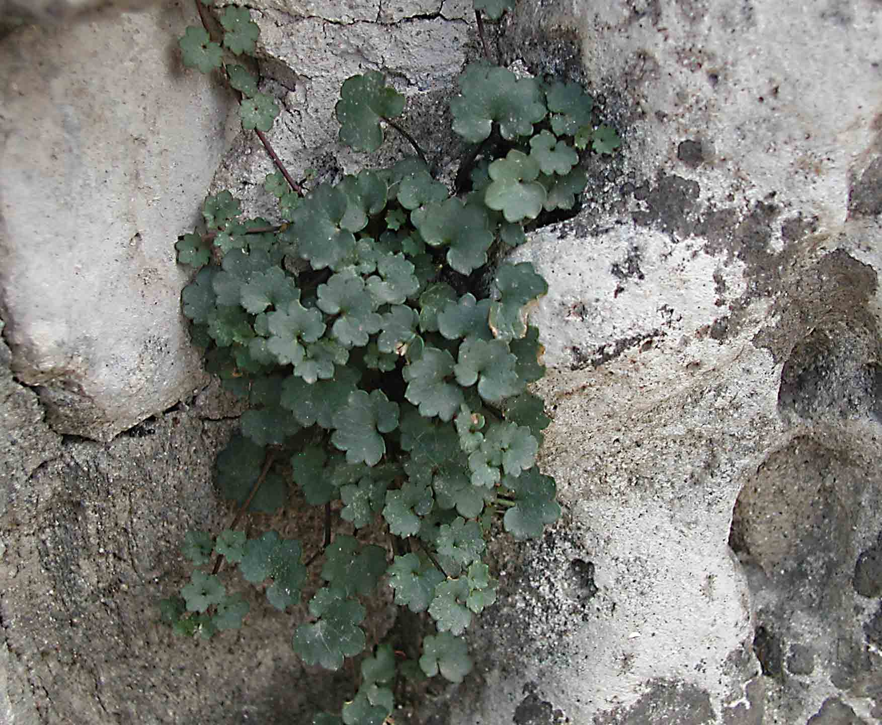 Cymbalaria muralis / Ciombolino comune